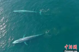 海洋热浪对顶级捕食者有何影响？国际最新研究评估指反应各有不同图片