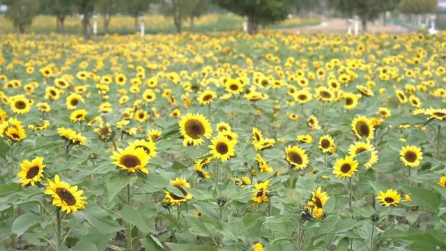 超出片！崇川滨江向日葵花海全网刷屏