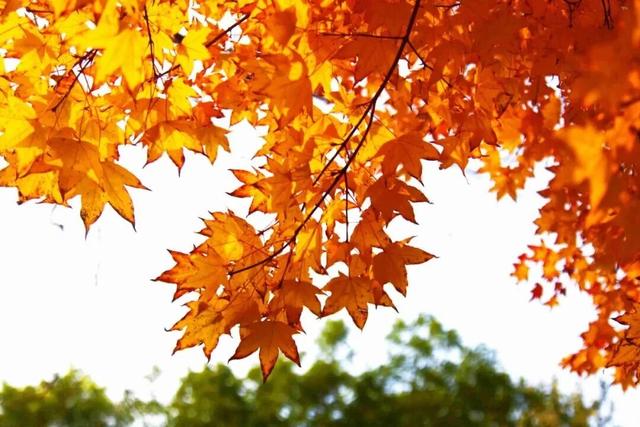 惊艳！身边的北京秋景“天花板”来了！