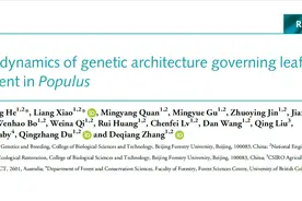杨树叶片如何长大？我国科学家找到关键基因PtoGRF9图片