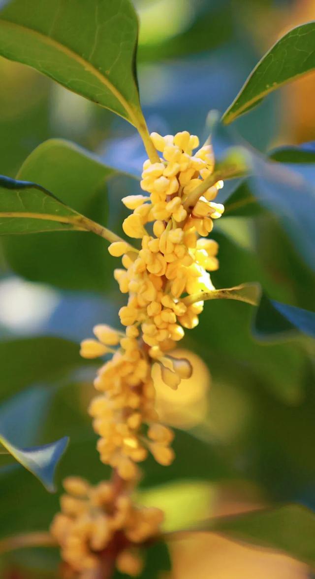 在嘉定街头，邂逅一场「秋日限定」香气