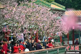 “广州樱”绽放迎客 粉色浪漫踏春来图片
