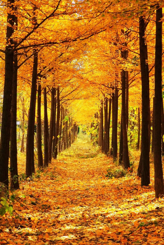 美绝！西安初冬的含金量还在上升！