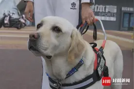 走进导盲犬的世界：“我和阿飒的故事”｜国际导盲犬日特别策划图片