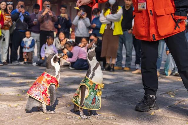 您的QQ已在朝天宫登录！