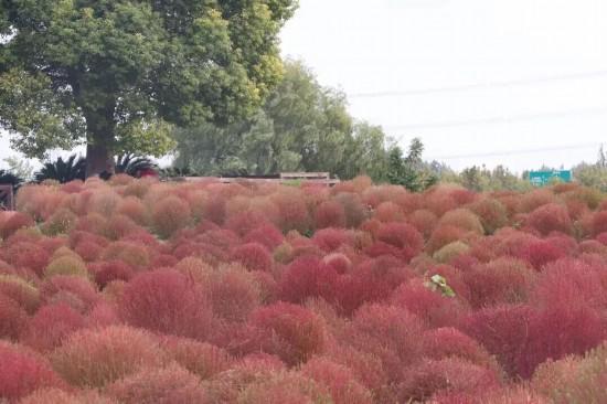 上海秋日浪漫天花板！这些花海美到让人心醉