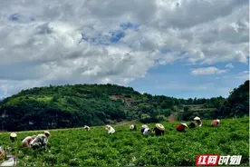 临武：辣椒熟了 村民乐了图片