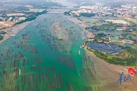 湛江市坡头区：孕育蚝“丰”景图片