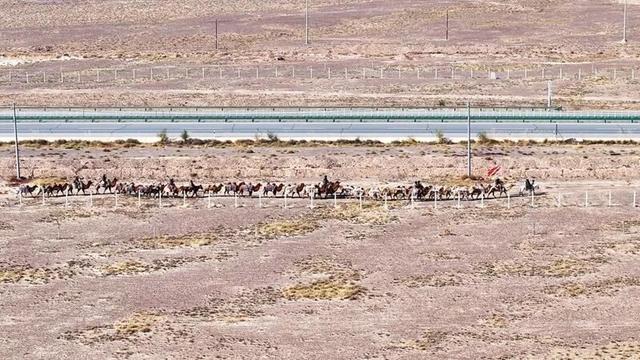新疆20多人骑骆驼+步行去洛阳，领队曾是当地网红文旅局长，已走60多天，曾遭遇12级大风