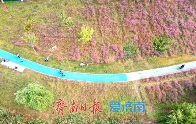 一年四季 泉在济南丨浪漫画卷秋色无边，龙鼎河“粉黛花海”引人入胜