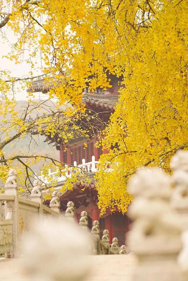 镇江的秋，你给打几分？