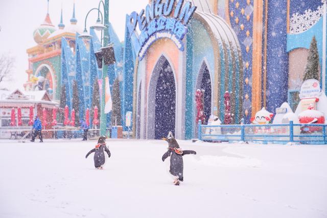 河南文旅雪后盛景：银装素裹绘就“一半仙境，一半人间”画卷