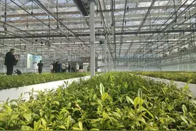 日照绿茶：科技加持，一片绿叶正蝶变为“金叶”图片