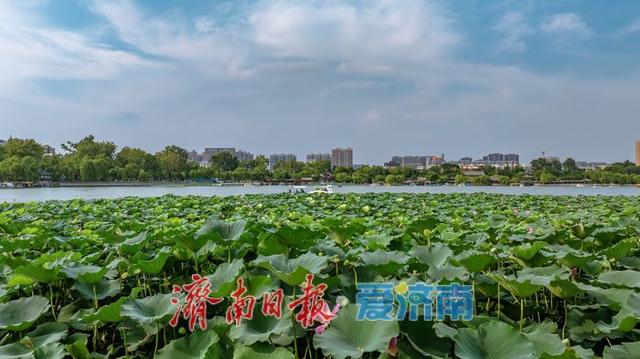 一年四季 泉在济南丨大明湖秋日荷塘：藏着泉城的专属诗意