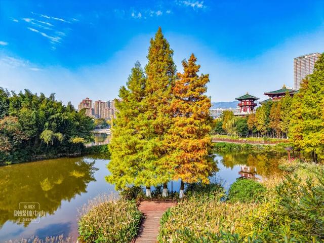 永川兴龙湖的水杉迎来最美的季节！