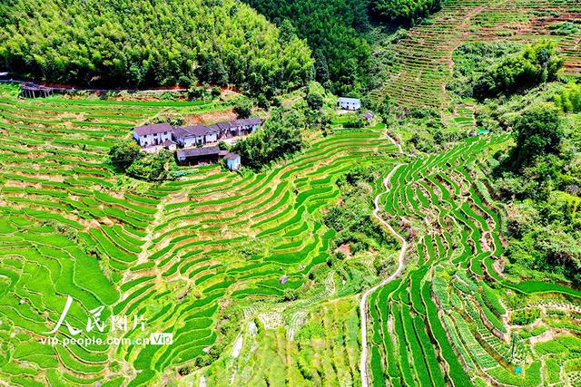 江西崇义：初秋梯田景如画