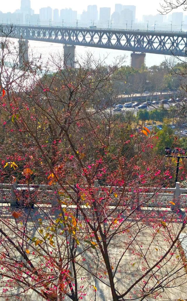 直冲20℃！武汉樱花开了