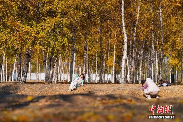 黑龙江哈尔滨：市民漫步白桦林感受深秋之美