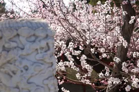 白塔映桃花！北海公园山桃花开了图片