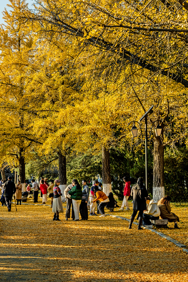 追逐秋色三千里：从北疆到徽州