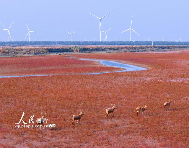 江苏东台：麋鹿漫步“红地毯”