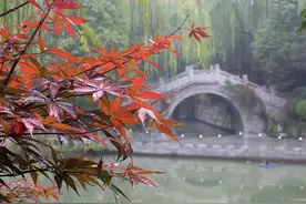 台儿庄古城雨中枫叶正红图片
