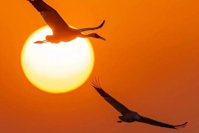 冬季到江西来观鸟，方知王勃诚不欺我！