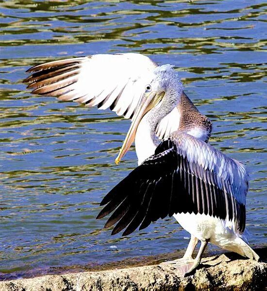 光影中的三门峡（560）