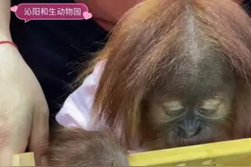 动物园给红毛猩猩“穿衣扎辫”引争议！多方回应图片