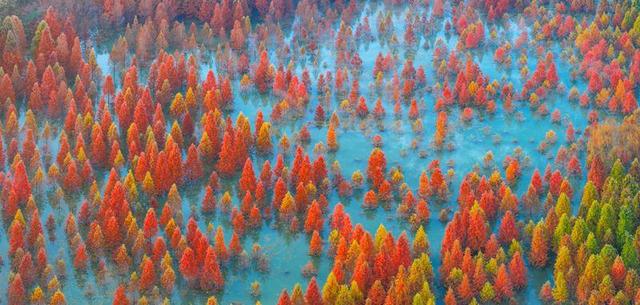 昆明甸尾村：多彩水杉护水源