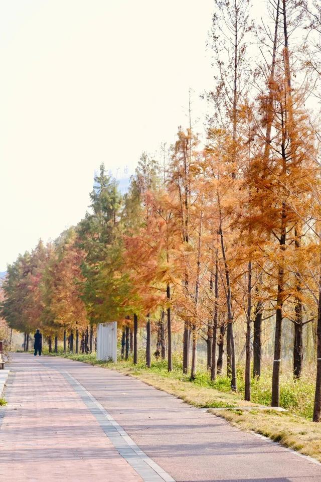 娄底：藏不住的诗意冬景，每帧都美到“心巴”上～