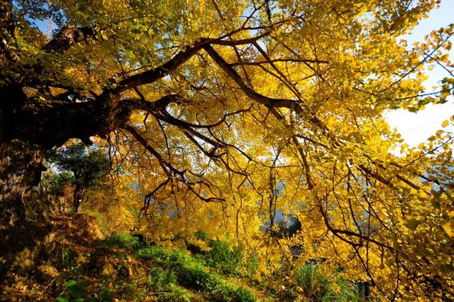 风渐凉，来福建寻一片温柔的秋