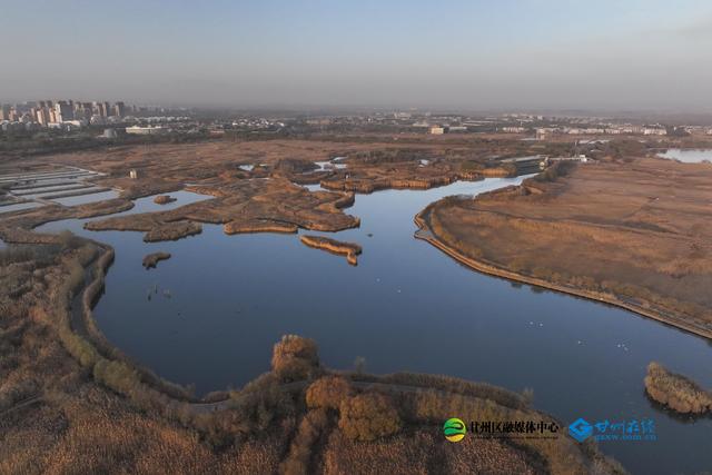 张掖：湿地公园千亩蒹葭鎏金，候鸟翅掠清波