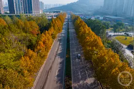 梧桐大道 浪漫冬色美景如画图片