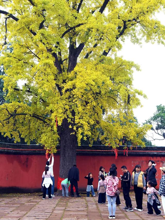实拍！超美！成都这里的银杏黄了