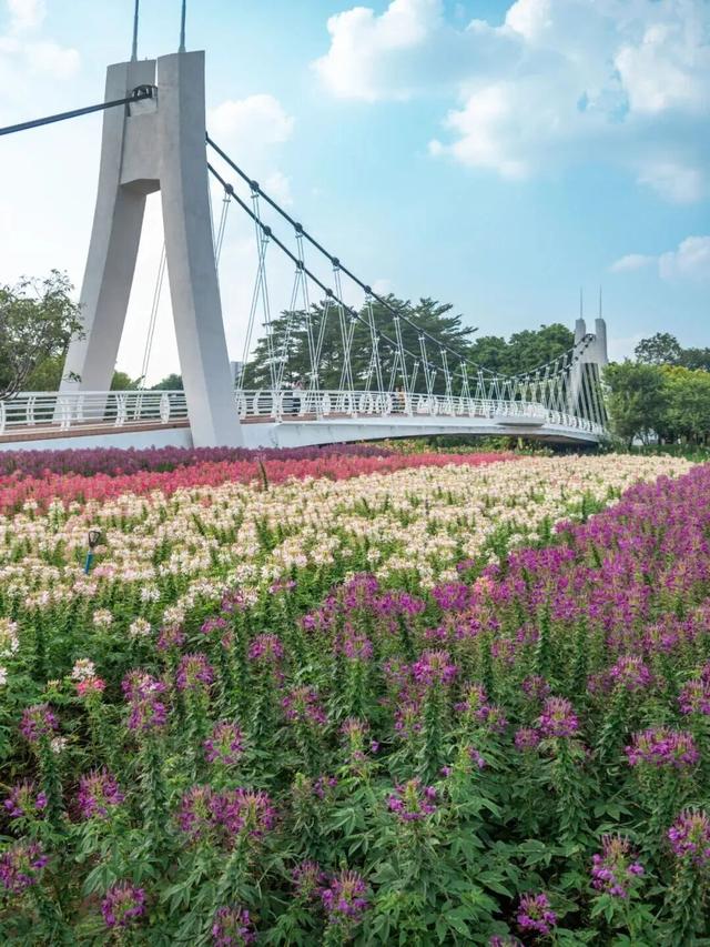 地铁直达！广州20000㎡醉蝶花海，美得好不真实！