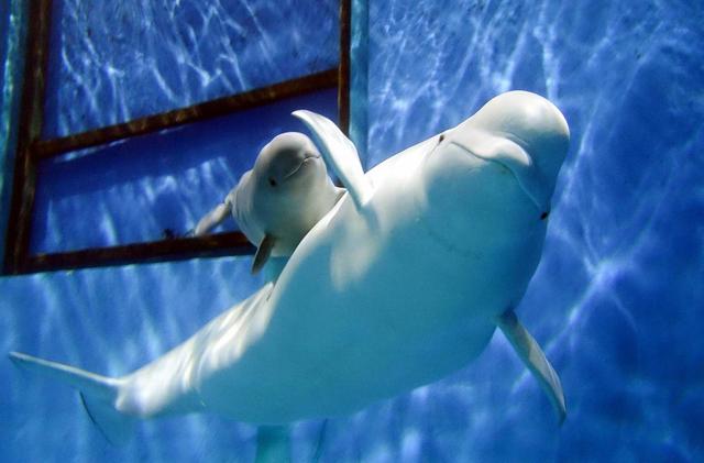 世界微笑日丨那些“天生爱笑”的萌物们