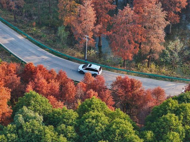 襄阳“童话森林”：红透半边林 车在画中行