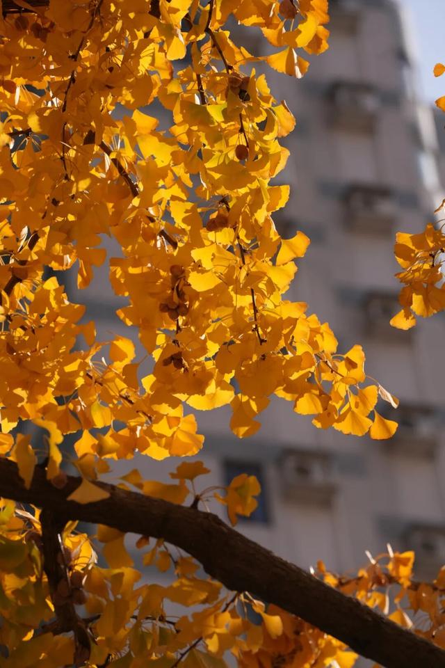 别错过，用Citywalk感受落叶的浪漫→