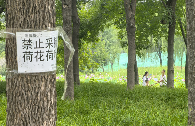 看看！顺义这公园有人公然摘荷花！
