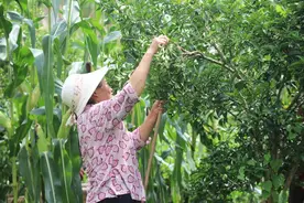 “苦枳壳”种出“甜日子” 四川安岳不只有柠檬图片