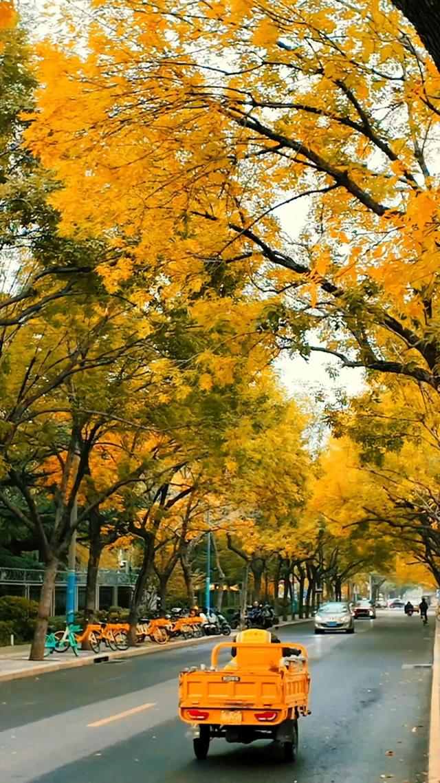 黄金大道秋意浓，石景山这条路进入最佳观赏期！