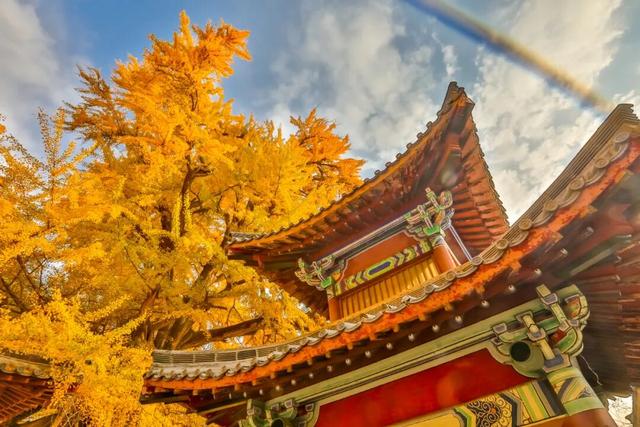 千年银杏引爆秋日灵泉山！两周迎客2万+