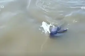 长江大保护 动物有话说图片