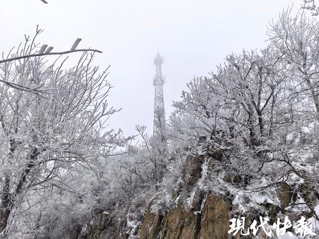 一夜白头！紫金山“千树万树梨花开”