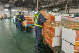 浙江人有多爱吃芒果？海南芒果“坐”飞机抵杭，两周内超150吨图片