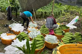海南三亚：冬春季瓜菜收获忙图片