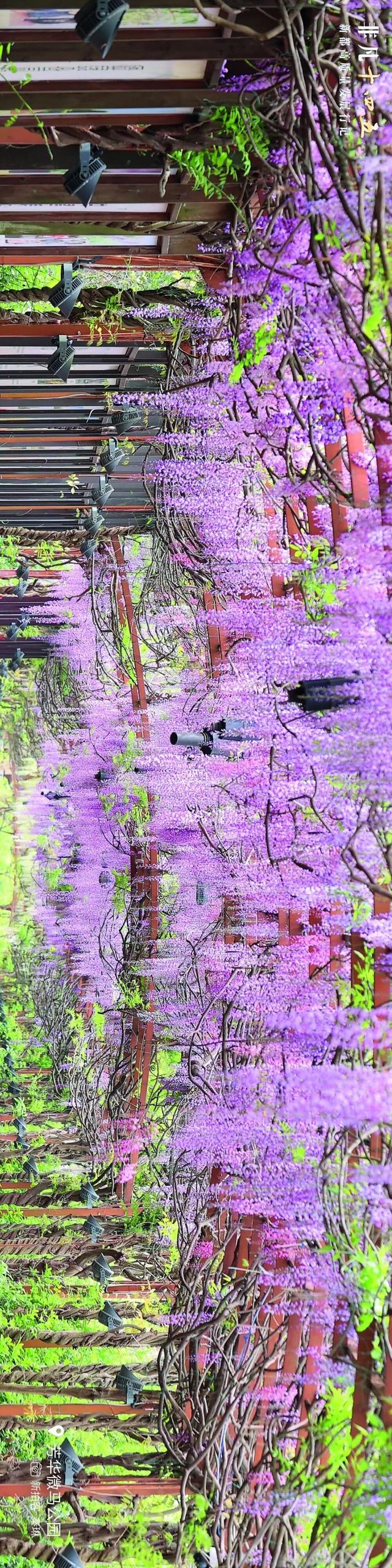 飞“阅”新都 | 一座生长在公园里的城市