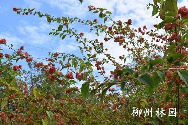 柳州市螃蟹岭公园边坡生态景观初见成效