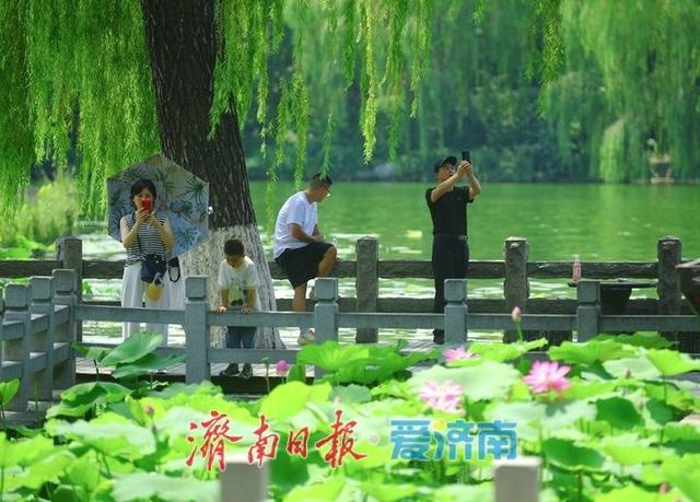 一年四季 泉在济南丨“荷”其有幸相约泉城，济南第39届荷花艺术节开幕了